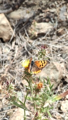 Lycaena phlaeas