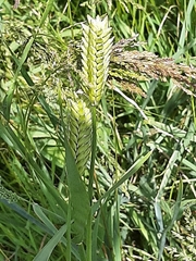 Triticum aestivum