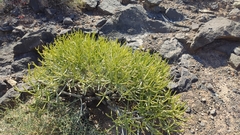 Euphorbia aphylla