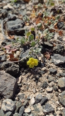 Helianthemum canariense