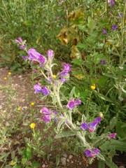 Echium creticum