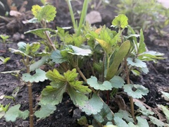 Glechoma hederacea