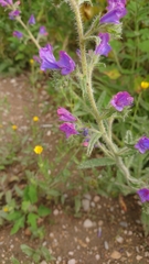 Echium creticum