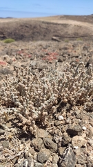 Bassia tomentosa
