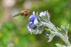 Bombylius medius