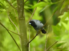 Schistochlamys melanopis