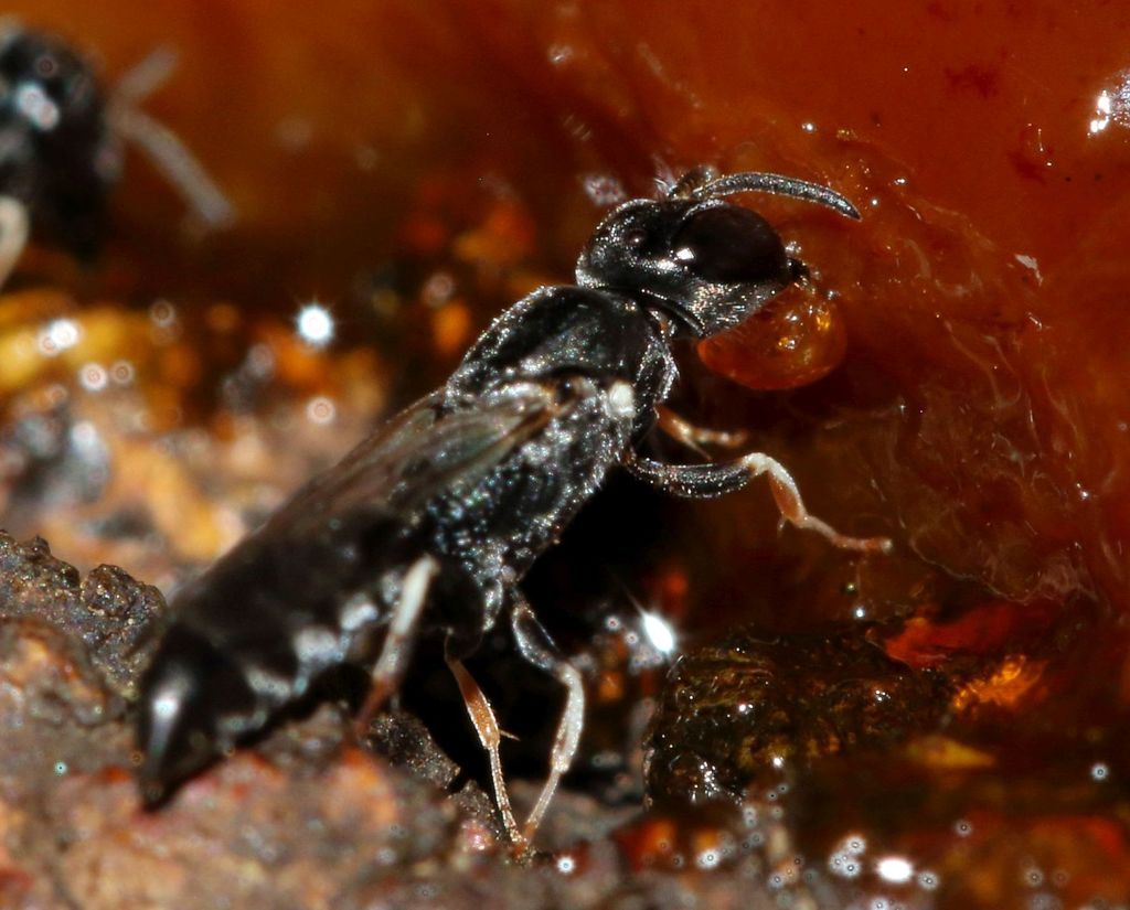 Polemistus braunsii