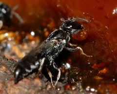 Polemistus braunsii