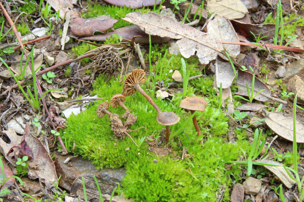 Tubariomyces