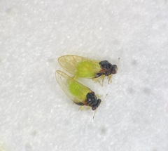 Calophya triozomima