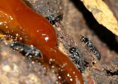 Polemistus braunsii