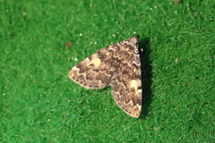 Idia calvaria