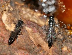 Polemistus braunsii