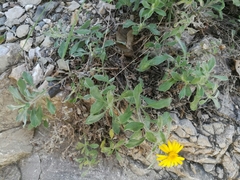Heterotheca mucronata