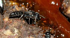 Polemistus braunsii
