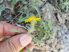 Heterotheca mucronata