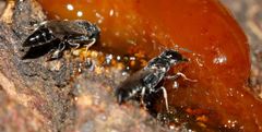 Polemistus braunsii