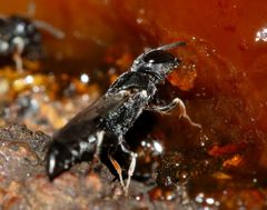 Polemistus braunsii