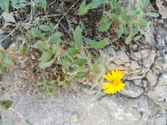 Heterotheca mucronata