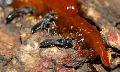 Polemistus braunsii