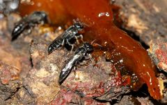 Polemistus braunsii