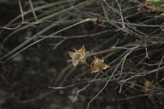Helianthemum ledifolium