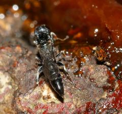 Polemistus braunsii