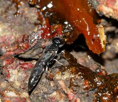 Polemistus braunsii
