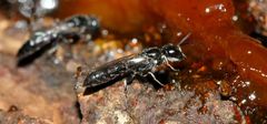 Polemistus braunsii