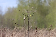 Motacilla citreola