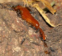 Polemistus braunsii