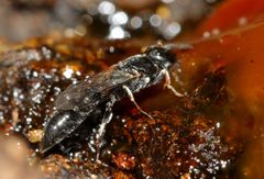Polemistus braunsii