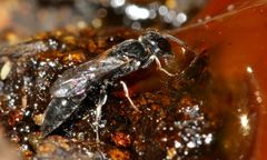Polemistus braunsii