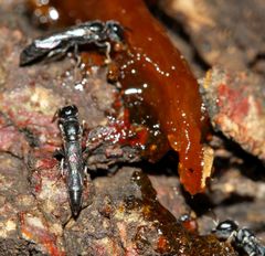 Polemistus braunsii