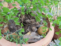 Dioscorea elephantipes