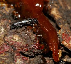 Polemistus braunsii