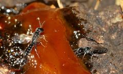 Polemistus braunsii