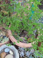 Dioscorea elephantipes