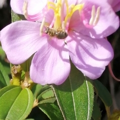 Lasioglossum deliense