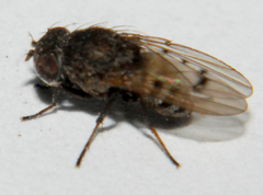 Paralimna punctipennis