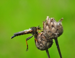 Pamponerus germanicus