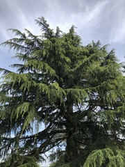 Cedrus deodara