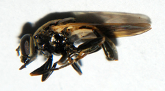 Myolepta