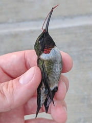 Archilochus colubris