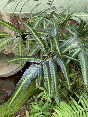 Arachniodes simplicior