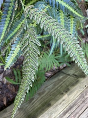 Arachniodes simplicior