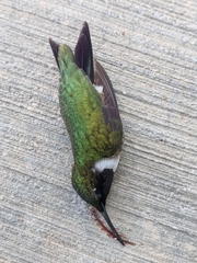 Archilochus colubris