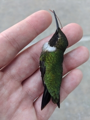 Archilochus colubris