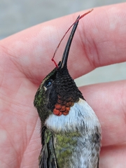 Archilochus colubris