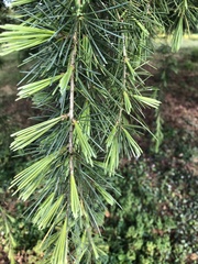 Cedrus deodara